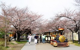 日本旅游地图邂逅一场樱花雨 日本关西赏樱地图