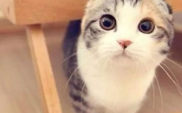 娱乐吃瓜七七折耳猫,娱乐吃瓜界的神秘力量