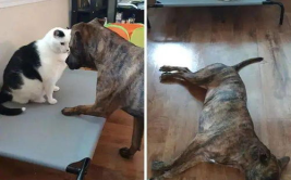 娱乐吃瓜酱狗狗打猫咪,娱乐吃瓜酱现场直播