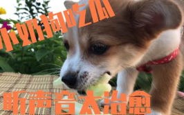 娱乐吃瓜酱送小狗视频下载,萌宠来袭，温馨瞬间尽收眼底